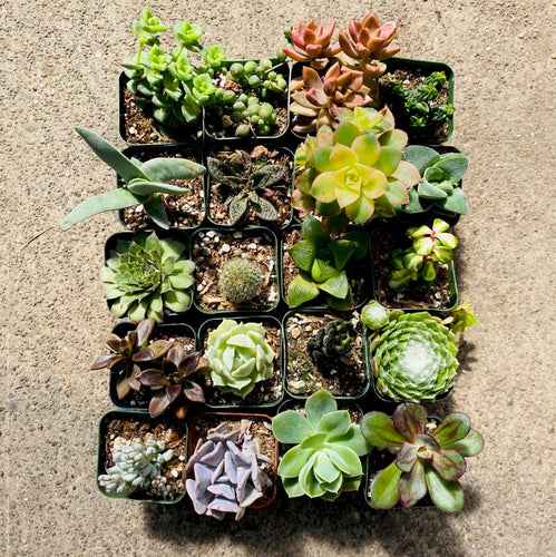 Succulance